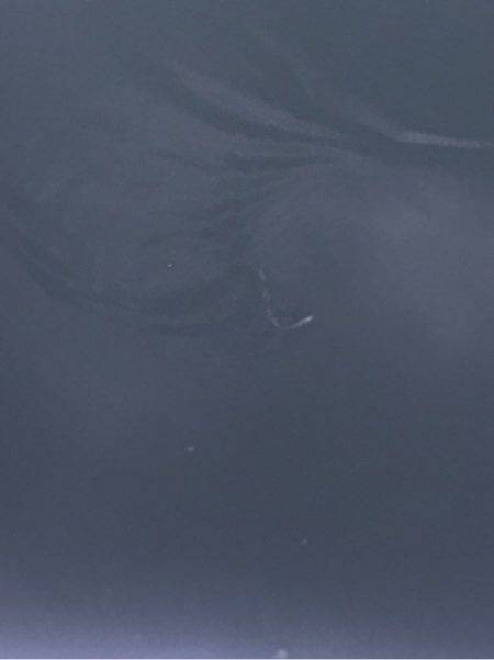 「LaGooN」蒼陽丸 日和号 釣果