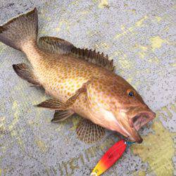 第二 海洋丸 釣果