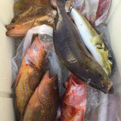 「LaGooN」蒼陽丸 日和号 釣果