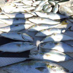 ビッグファイター 釣果