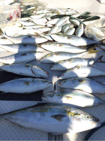 ビッグファイター 釣果