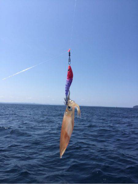「LaGooN」蒼陽丸 日和号 釣果