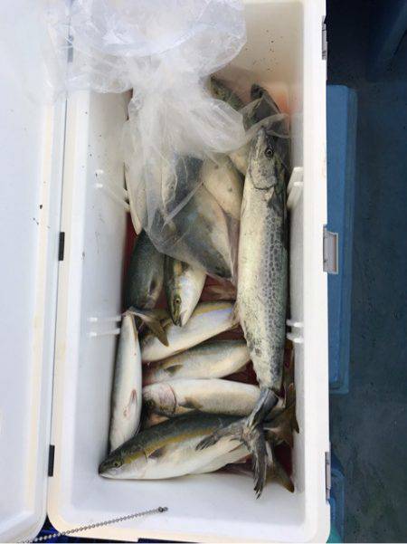 ヤザワ渡船 釣果