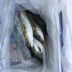 ヤザワ渡船 釣果