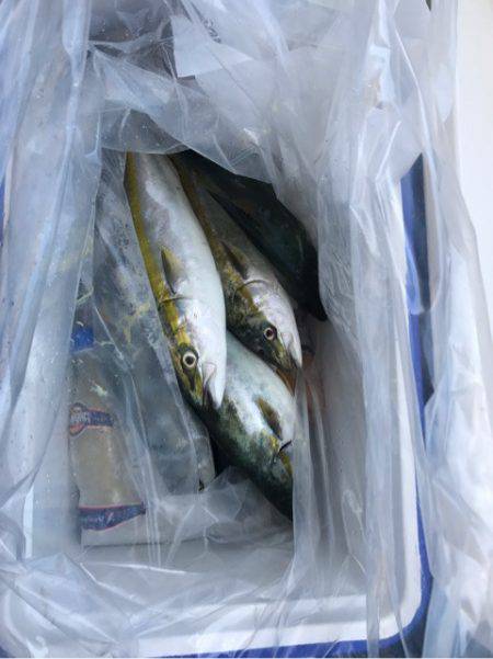 ヤザワ渡船 釣果