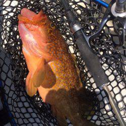 「LaGooN」蒼陽丸 日和号 釣果