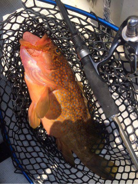 「LaGooN」蒼陽丸 日和号　 釣果