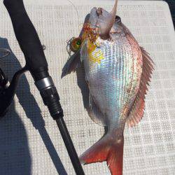 「LaGooN」蒼陽丸 日和号 釣果