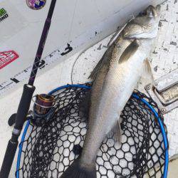 「LaGooN」蒼陽丸 日和号 釣果