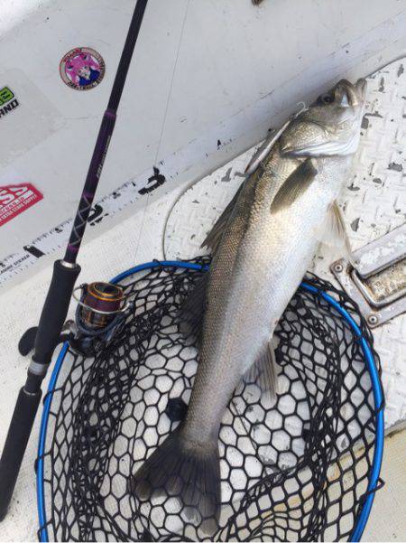 「LaGooN」蒼陽丸 日和号 釣果