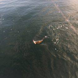 「LaGooN」蒼陽丸 日和号 釣果