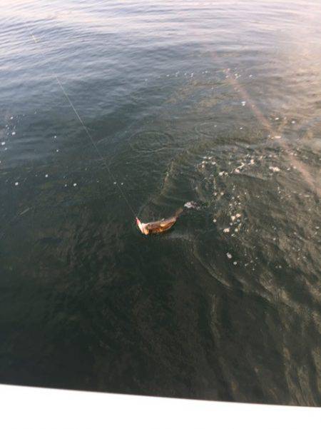 「LaGooN」蒼陽丸 日和号 釣果