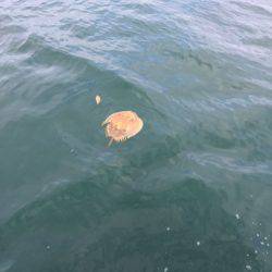 「LaGooN」蒼陽丸 日和号 釣果