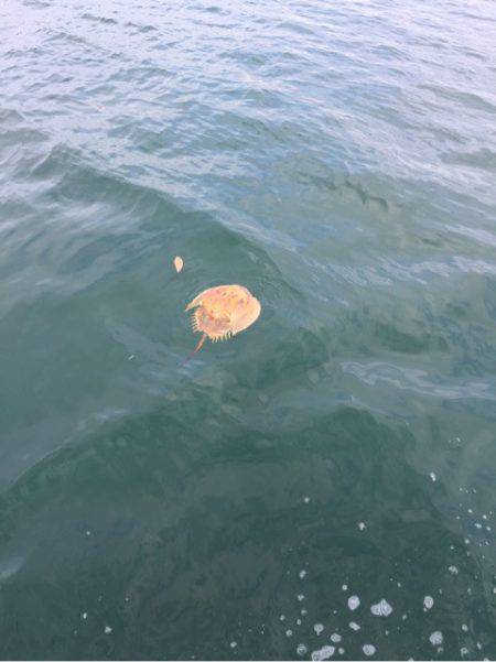 「LaGooN」蒼陽丸 日和号 釣果