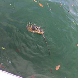 「LaGooN」蒼陽丸 日和号 釣果