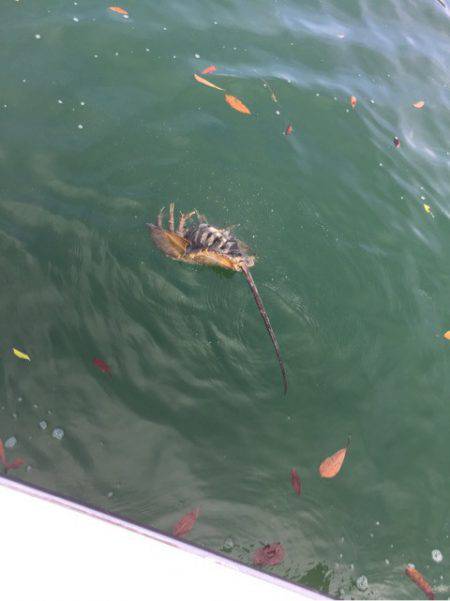 「LaGooN」蒼陽丸 日和号 釣果