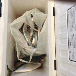 ヤザワ渡船 釣果