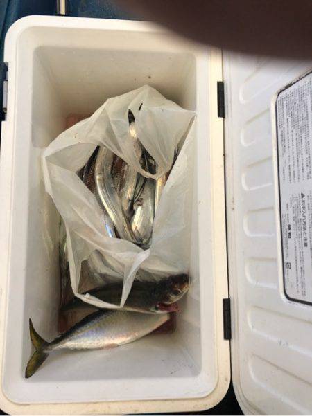 ヤザワ渡船 釣果