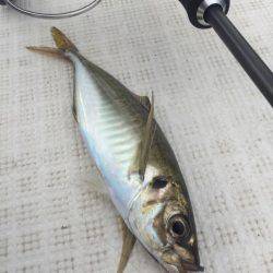 「LaGooN」蒼陽丸 日和号 釣果