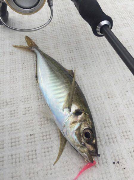 「LaGooN」蒼陽丸 日和号 釣果