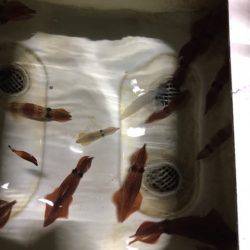 Monster Rush! 釣果