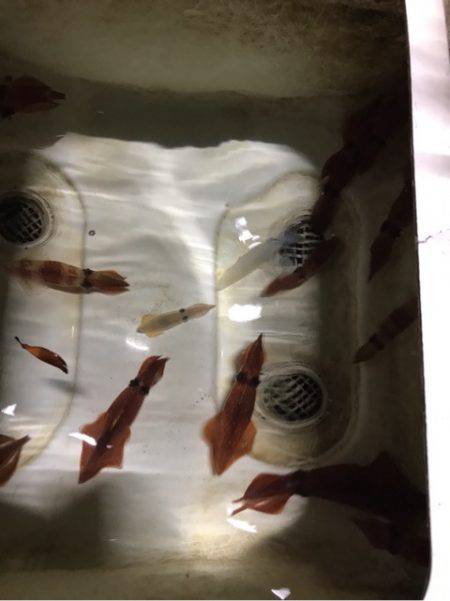 Monster Rush! 釣果