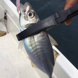 「LaGooN」蒼陽丸 日和号 釣果