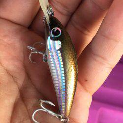 「LaGooN」蒼陽丸 日和号 釣果