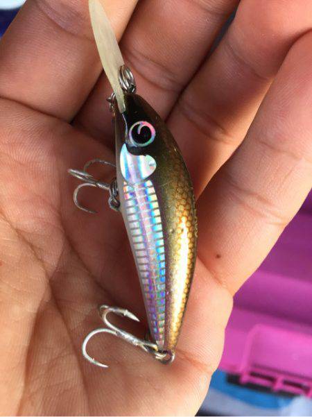 「LaGooN」蒼陽丸 日和号 釣果