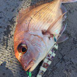 第二 海洋丸 釣果