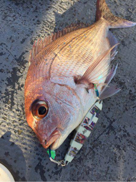 第二 海洋丸 釣果