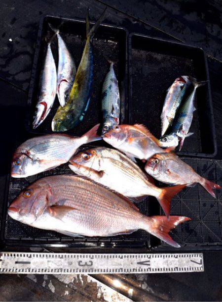 渡船屋たにぐち 釣果