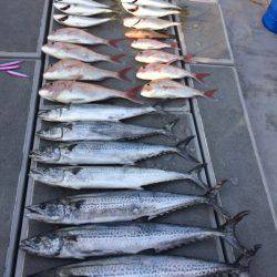 SeaRide(シーライド) 釣果