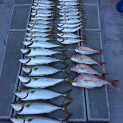 SeaRide(シーライド) 釣果