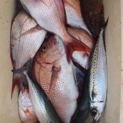 渡船屋たにぐち 釣果