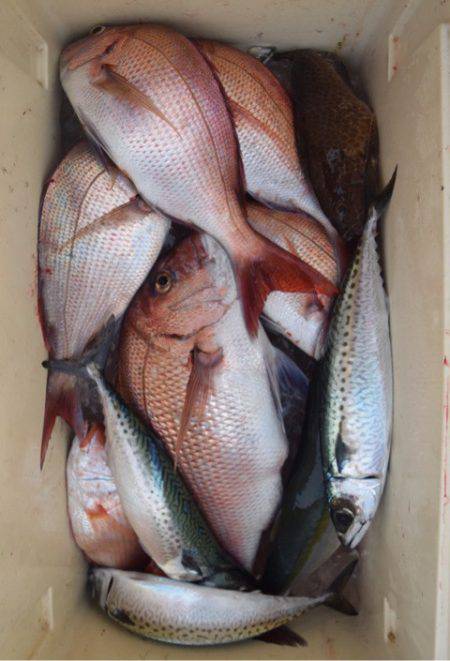 渡船屋たにぐち 釣果