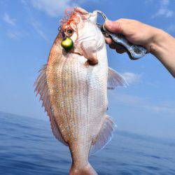 渡船屋たにぐち 釣果