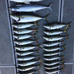 SeaRide(シーライド) 釣果