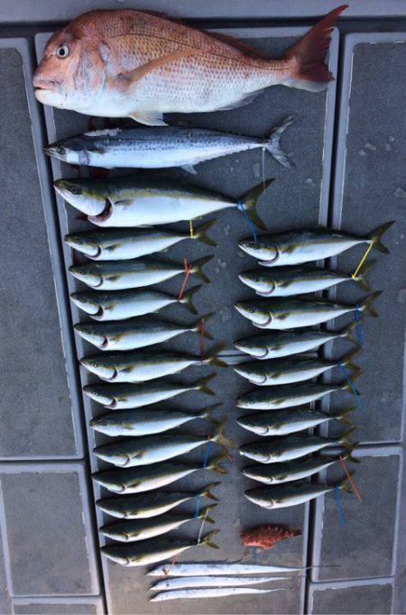 SeaRide(シーライド) 釣果