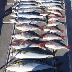 SeaRide(シーライド) 釣果