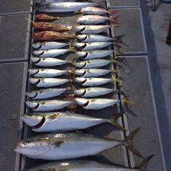 SeaRide(シーライド) 釣果