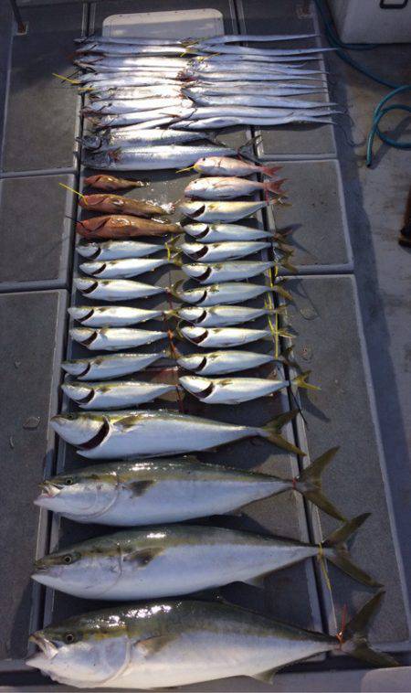 SeaRide(シーライド) 釣果