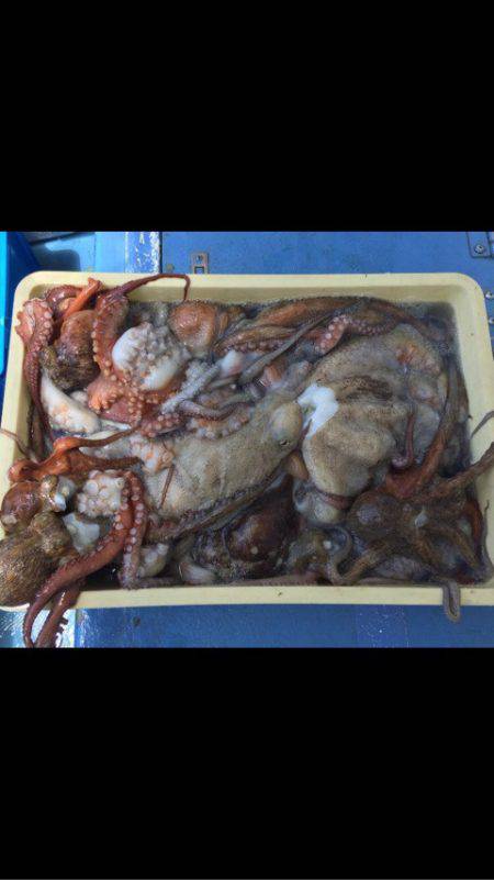 ヤザワ渡船 釣果