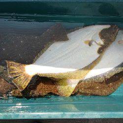 小樽港遊漁船SHAKE 釣果