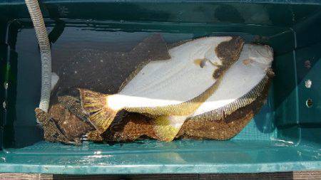 小樽港遊漁船SHAKE 釣果