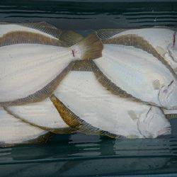 小樽港遊漁船ＳＨＡＫＥ 釣果