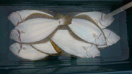 小樽港遊漁船ＳＨＡＫＥ 釣果