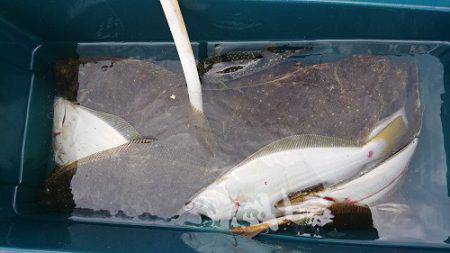 小樽港遊漁船ＳＨＡＫＥ 釣果