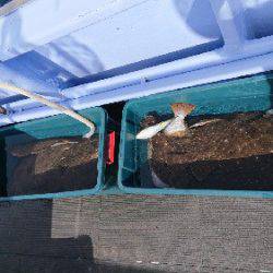 小樽港遊漁船ＳＨＡＫＥ 釣果