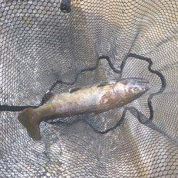 平谷湖フィッシングスポット 釣果